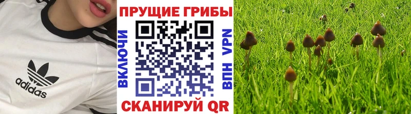 как найти закладки Реж kraken ссылки Галлюциногенные грибы Psilocybine cubensis
